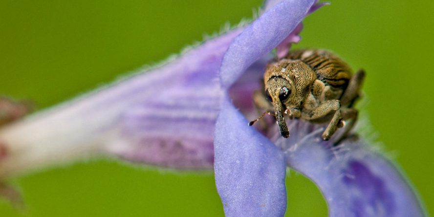 Balanin des noisettes (Curculio nucum)